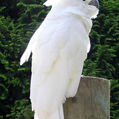 White Cockatoo